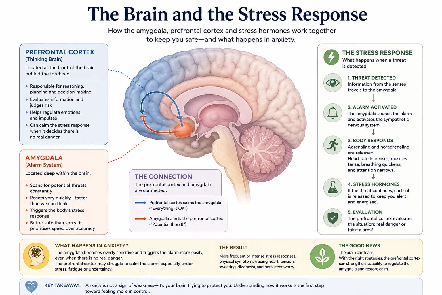 The brain and the stress response