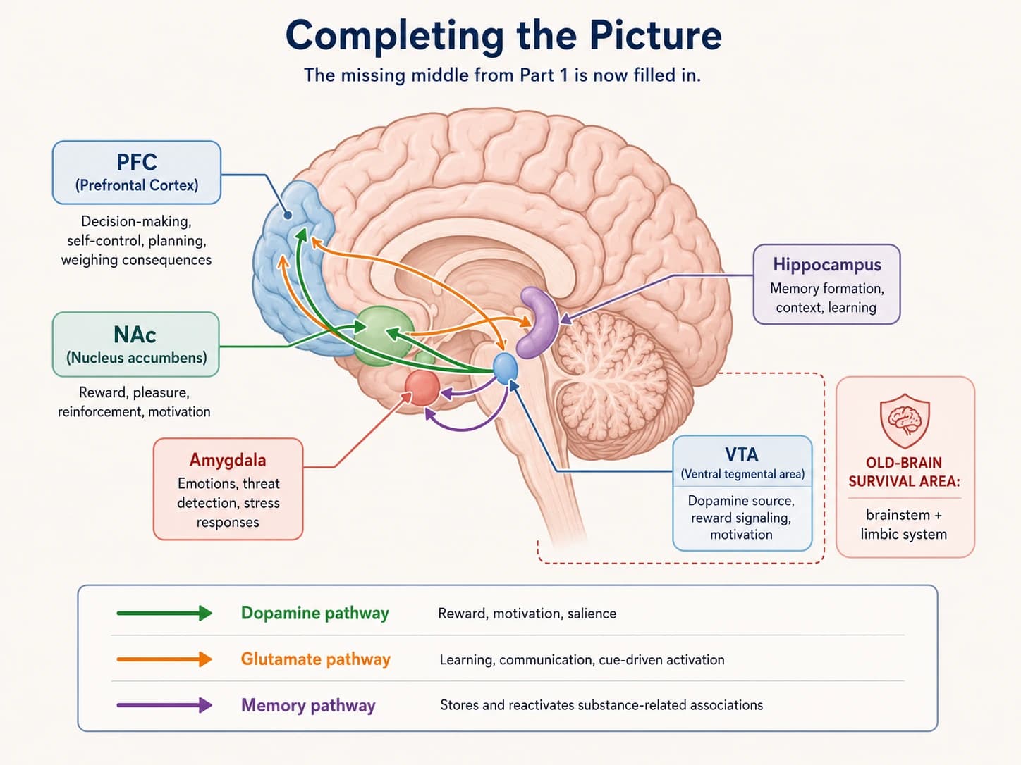Brain pathways connecting motivation, decision-making, and memory
