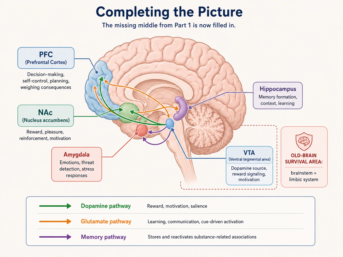 Dopamine pathways connecting motivation and memory